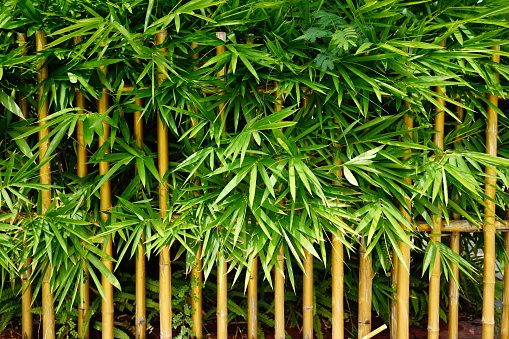 bamboo stalks. Green and brown bamboo plants close-up