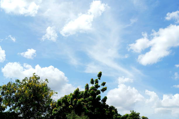 A vibrant blue sky filled with fluffy white clouds is seen above tall green trees in a calm outdoor setting. The scene captures the beauty of nature during a bright day.