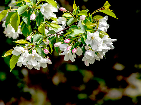 branches of a blooming apple tree with white beautiful flowers on a blurred natural background