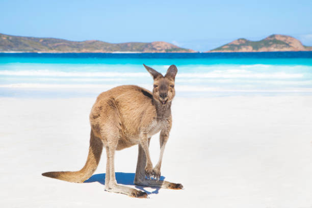 um canguru na linda praia da baía da sorte em esperance, austrália ocidental - wallaby kangaroo australian culture australia - fotografias e filmes do acervo