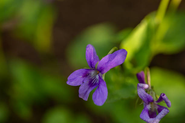 flowers captured in Bohinj valley Slovenia