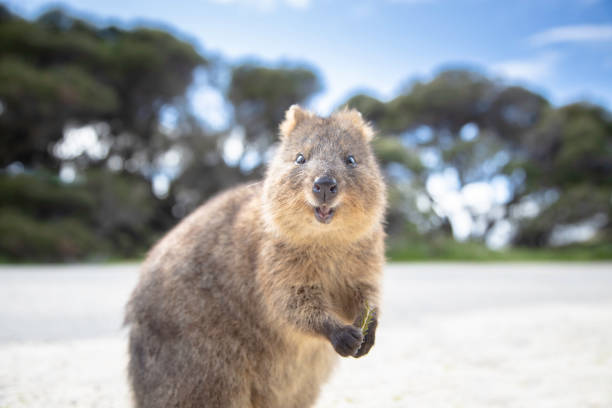 der glücklichste tier-quokka lächelt und begrüßt sie auf rottnest island in perth, westaustralien - rodent animal nature wildlife stock-fotos und bilder