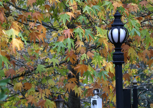 Black and white lantern in the foreground against an autumn background of yellow and green maple leaves