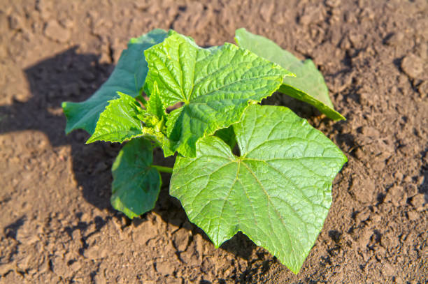 istock Fresh cucumber shoots on a vegetable farm. 1402990789