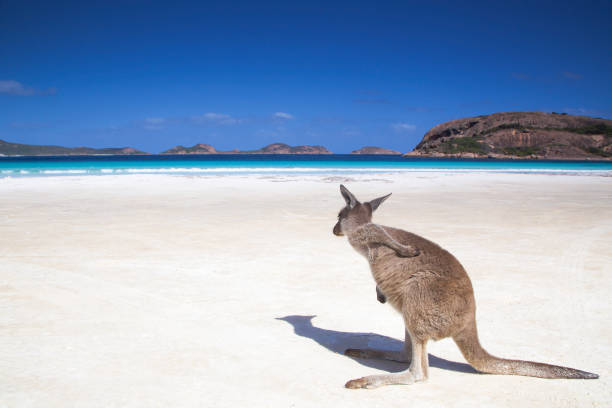 Kangaroo having low back pain at Lucky bay beach in Esperance Western Australia Kangaroo having low back pain at Lucky bay beach in Esperance Western Australia cape le grand national park stock pictures, royalty-free photos & images