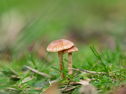 A single mushroom growing on the forest floor.