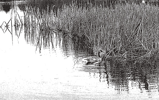 Canada Goose floating on water with cattails