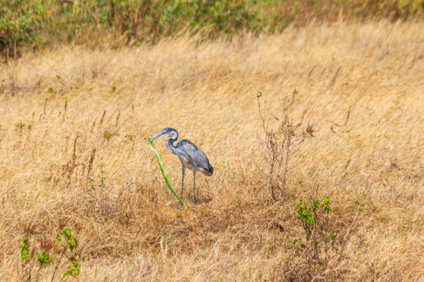 héron à tête noire (ardea melanocephala) mangeant un serpent mamba vert de l’est (dendroaspis angusticeps) dans l’herbe sèche dans le parc national du cratère du ngorongoro, tanzanie - angusticeps photos et images de collection