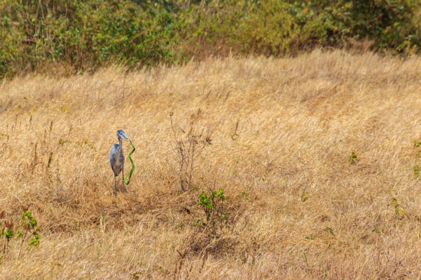 héron à tête noire (ardea melanocephala) mangeant le mamba vert de l’est (dendroaspis angusticeps) serpent dans l’herbe sèche dans le parc national du cratère du ngorongoro, tanzanie - angusticeps photos et images de collection
