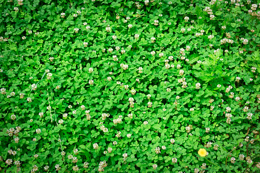 High angle view of Clover flowers background,