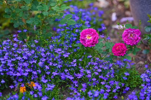 Rose Gipsy Boy variety and blue flowers in the garden