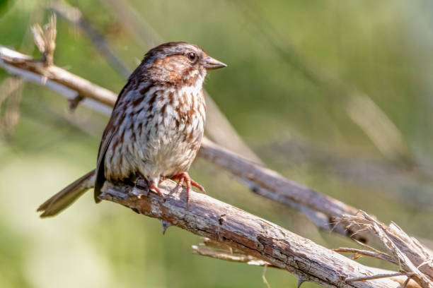 istock Song Sparrow perched on a tree branch 1403000870