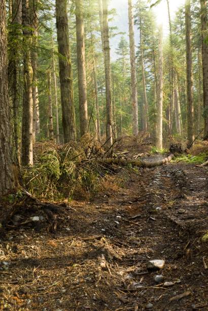 istock pine tree forest in a rays of sun 1403001017