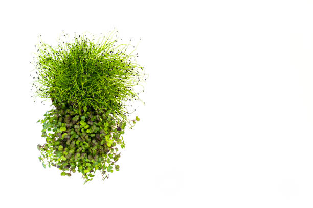 Sprouted kale and leeks greens top view closeup isolated with copyspace
