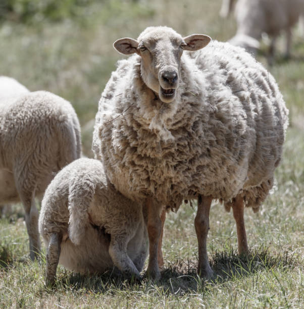 istock Sheep in field on sunny day with ewe and lambs 1403001985