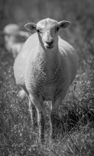 istock Sheep in field on sunny day with ewe and lambs 1403002009