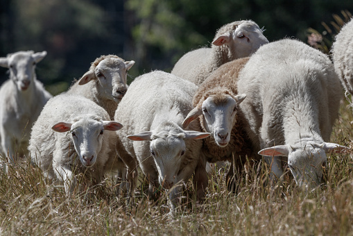 Lambs and sheep on green grass, Birling Gap, United Kingdom