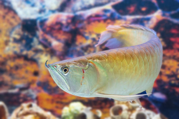 Asian red arovana swims in an aquarium Asian red arovana swims in an aquarium. gold arowana stock pictures, royalty-free photos & images
