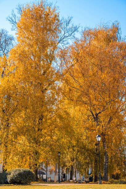 istock Colorful foliage in the autumn park 1403003519