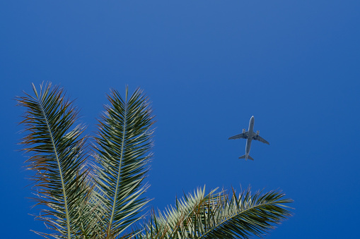 a plane flies past a palm tree in the blue sky