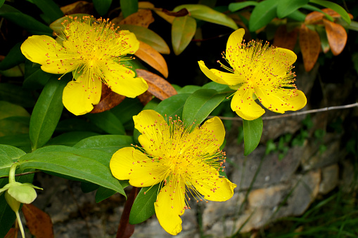 Close up of a Hypericum calycyinum flowers aka Rose of Sharon