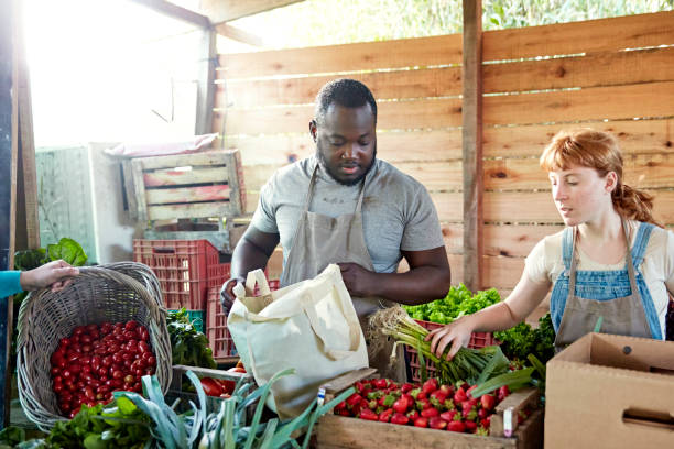 istock Farm workers organizing harvested fruit and vegetables 1403004806