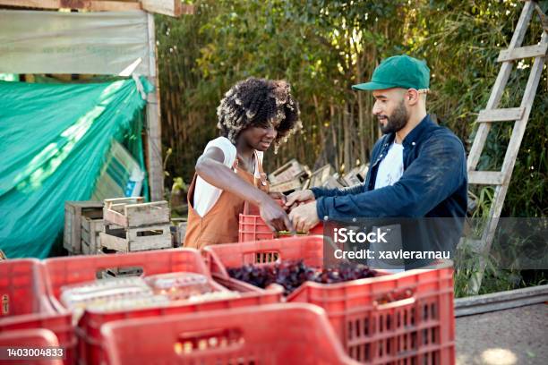 Coworkers unloading harvested vegetables