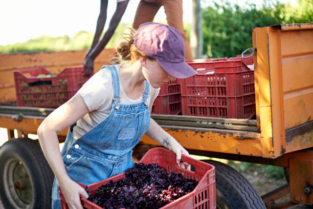 Three-quarter front view of woman in bib overalls and cap helping to remove harvested vegetables from tractor trailer bed.