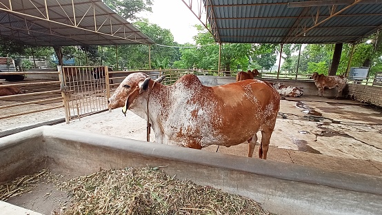 The Gir or Gyr is one of the principal Zebu breeds originating in India. It has been used locally in the improvement of other breeds including the Red Sindhi and the Sahiwal. It was also one of the breeds used in the development of the Brahman breed in North America.