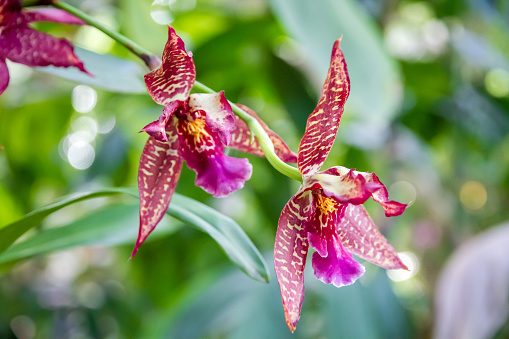 Orchid flower, rare species. Tropical floral background