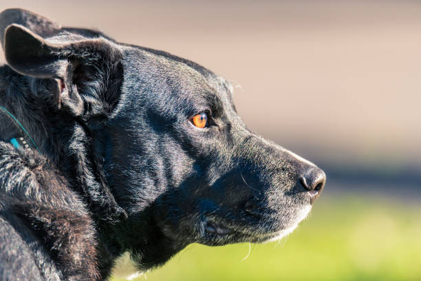 Lab x Kelpie dog around 10 years old.