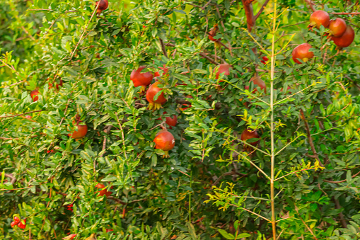 pomegranate fruits garden,pomegranate fruits close up view,selective focus on subject