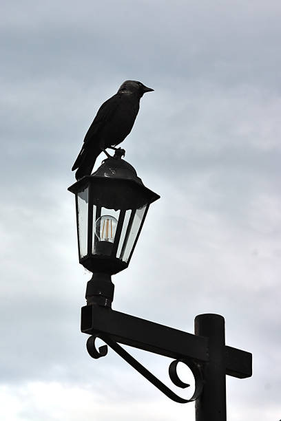 istock crow on the street lamp 1403009627