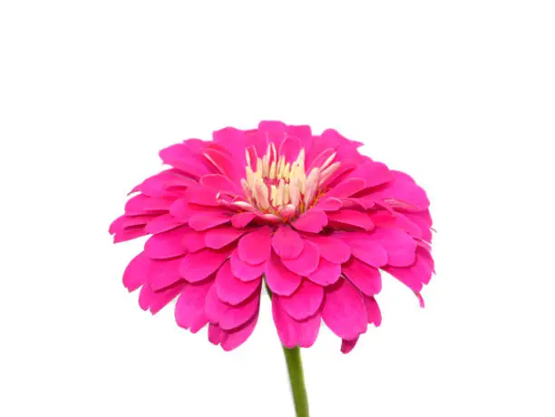 Close up pink Zinnia flower on white background. (Scientific name Zinnia violacea Cav)