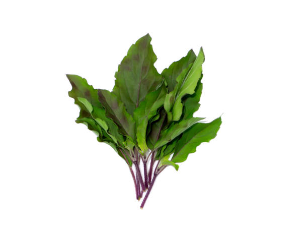 istock Close up Holy Basil, Sacred Basil leaves on white background. 1403009689