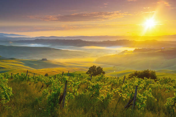 istock Vineyard in Tuscany at sunrise 1403009772