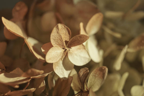 Dry beautiful hydrangea flowers. Natural floral autumn background. Light and shadow, Selective focus.