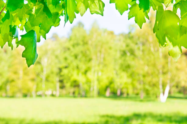 Green maple leaves in sunny forest with green grass