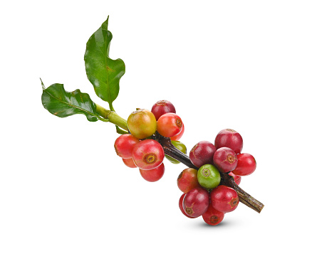 Fresh Red coffee beans on a branch of coffee tree, ripe and unripe berries isolated on white background