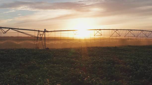 vue 4k d’en haut . arroser le champ de maïs avec un arroseur. système d’arrosage automatique. irrigation des plantes pendant la période de sécheresse - corn crop irrigation equipment agriculture leaf photos et images de collection