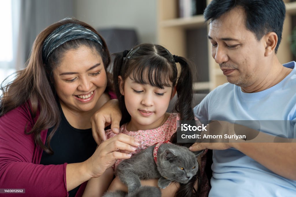 Close up of asian family with child daughter playing with pet cat in living room at home. Smiling parents and teen girl kid embracing cute cat. Happy father, mother and daughter enjoy with cute cate. 20-24 Years Stock Photo