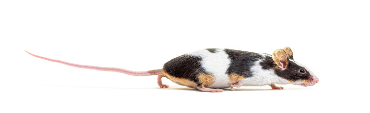 Side view of a Black and white Fancy mouse running away - Mus musculus domestica, isolated on white