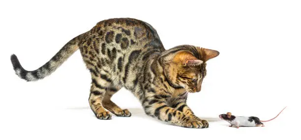 Adult bengal looking down and trying to catch a mouse