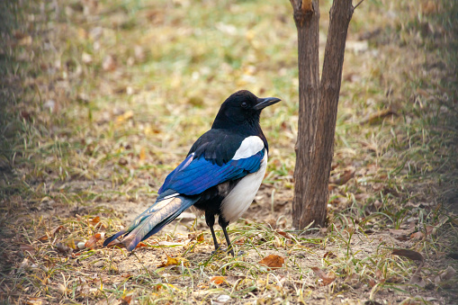 Magpie foraging in the grass