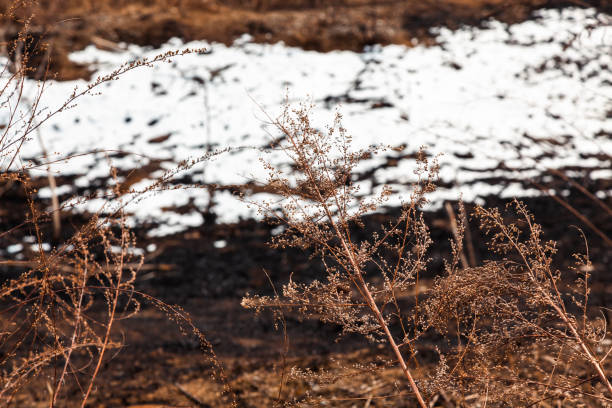 Winter garden soil and plant seeds