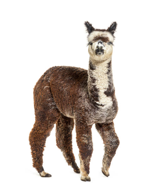 istock Rose grey young alpaca waliking - Lama pacos, isolated on white 1403014114