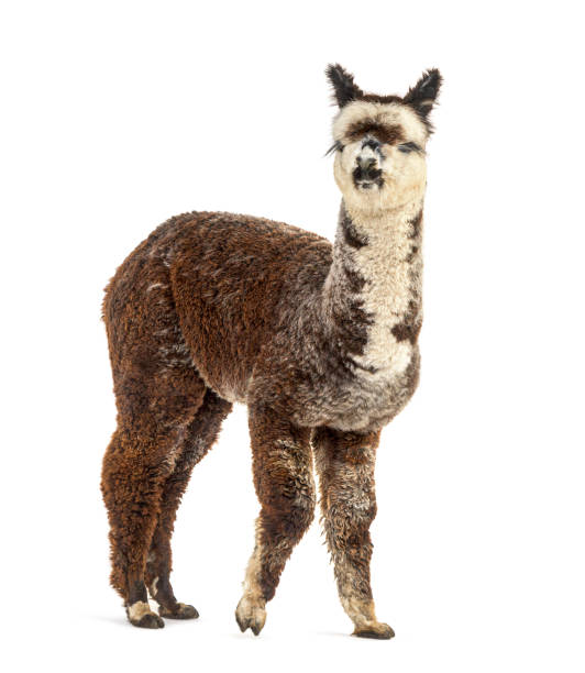 istock Rose grey young alpaca waliking - Lama pacos, isolated on white 1403014122