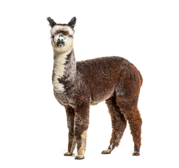 istock Side view of a Rose grey young alpaca - Lama pacos 1403014123