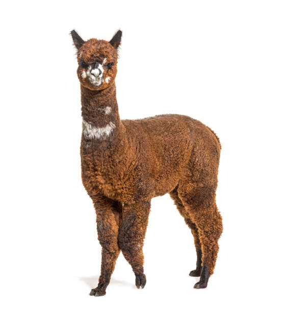 istock Walking Rose grey young alpaca eight months old - Lama pacos 1403014240