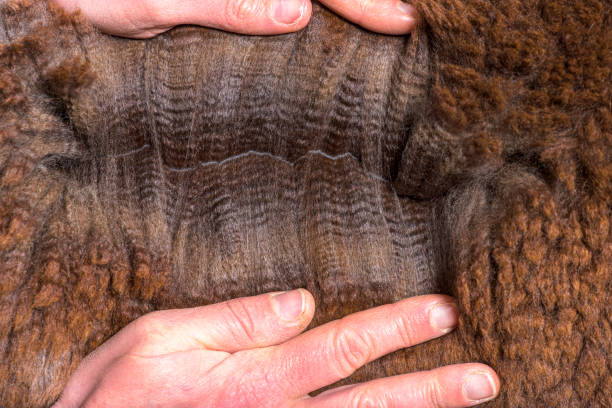 istock Hand spreading Rose grey young alpaca eight months old wool or fiber - Lama pacos 1403014241